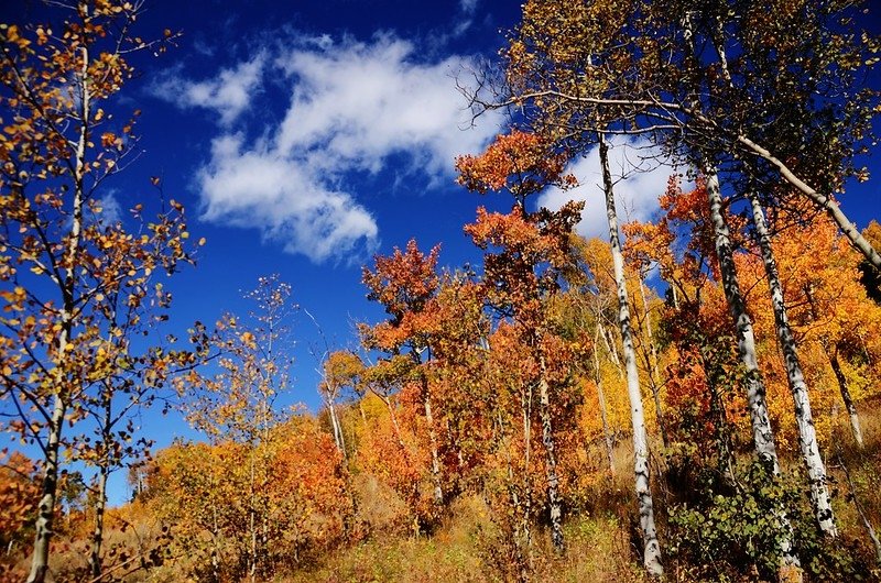 Fall foliage hike at Colorado Trail, Kenosha Pass  (122)