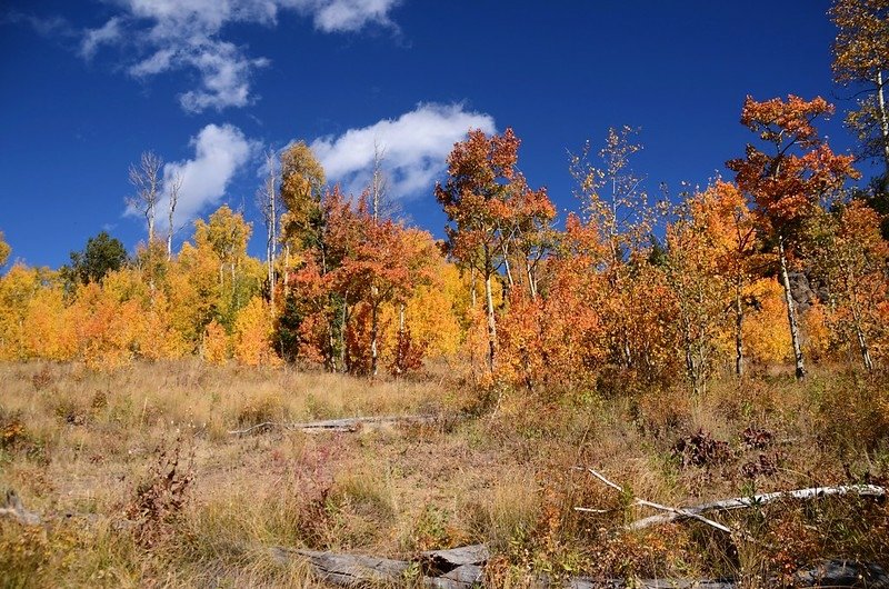 Fall foliage hike at Colorado Trail, Kenosha Pass  (123)