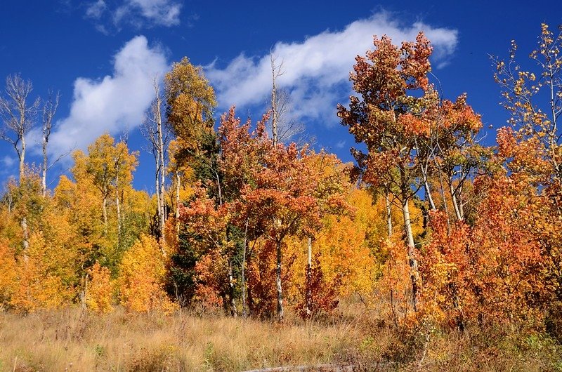 Fall foliage hike at Colorado Trail, Kenosha Pass  (124)