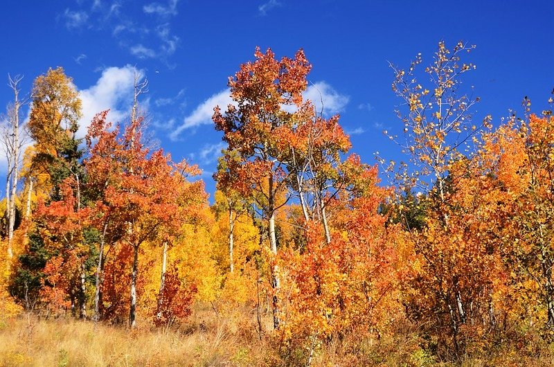 Fall foliage hike at Colorado Trail, Kenosha Pass  (126)