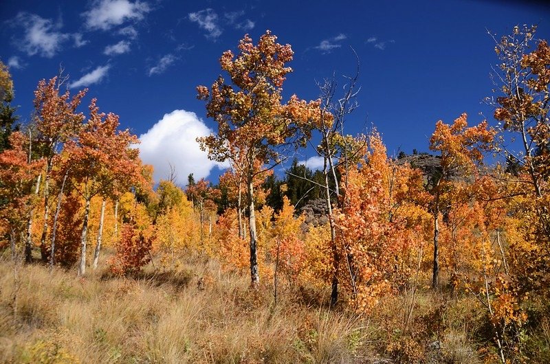 Fall foliage hike at Colorado Trail, Kenosha Pass  (145)