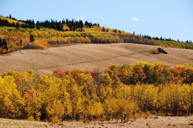 Fall foliage hike at Colorado Trail, Kenosha Pass  (165)