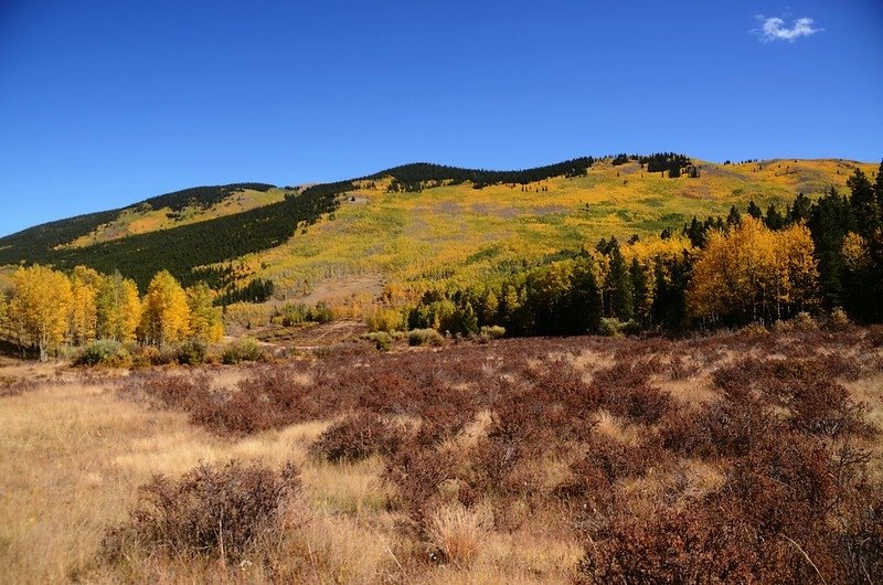 Fall Foliage in Kenosha Pass, Colorado (25)