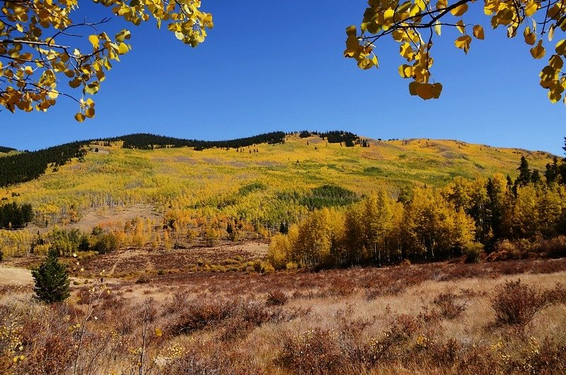 Fall Foliage in Kenosha Pass, Colorado (35)