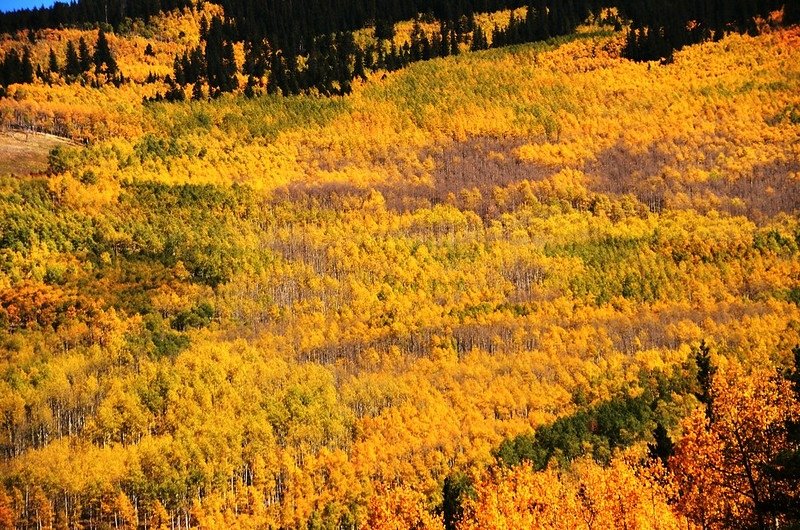 Fall Foliage in Kenosha Pass, Colorado (20)