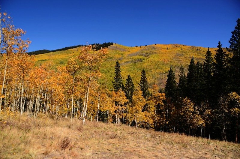 Fall Foliage in Kenosha Pass, Colorado (47)