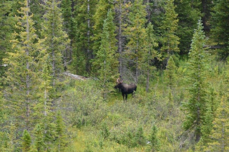 Moose (1)