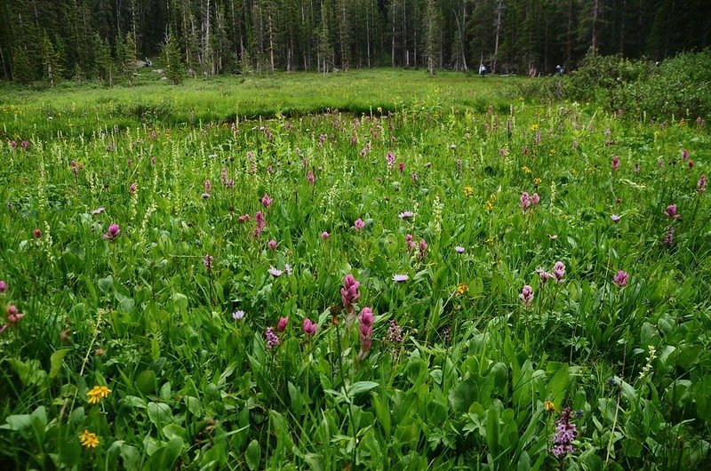 The meadow at Ruby Gulch below  Robeson Peak (19)