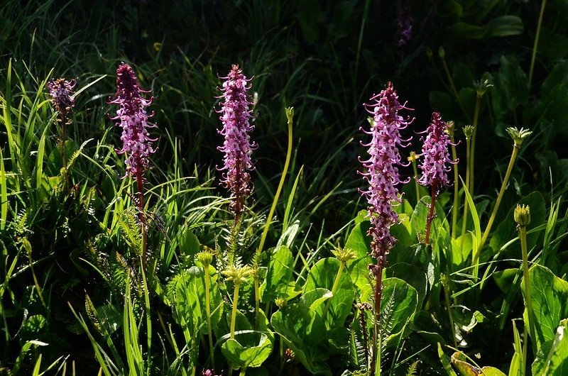 Elephant Head Flower (6)