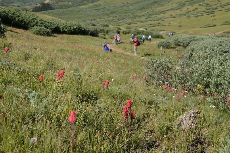 Wildflowers along Square Top Mountain Trail (2)