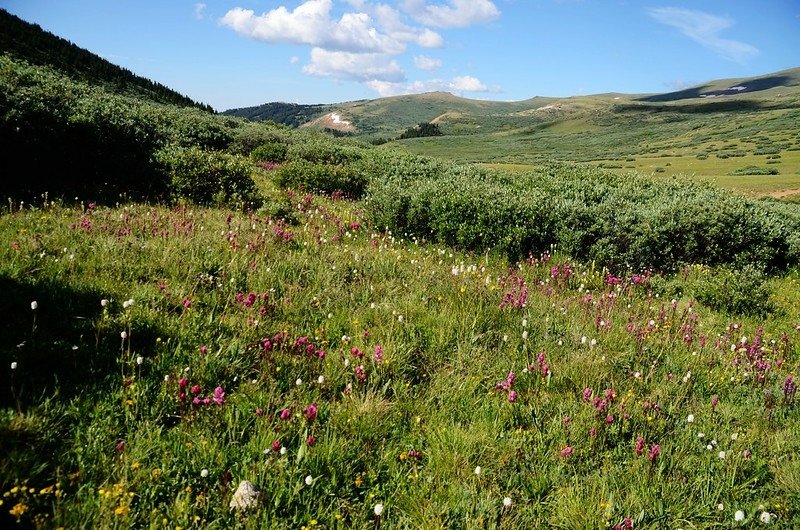 Wildflowers along Square Top Mountain Trail (6)