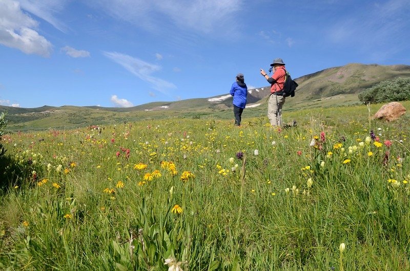 Wildflowers along Square Top Mountain Trail (19)