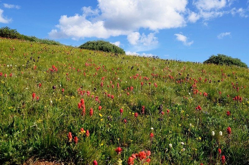 Wildflowers along Square Top Mountain Trail (15)