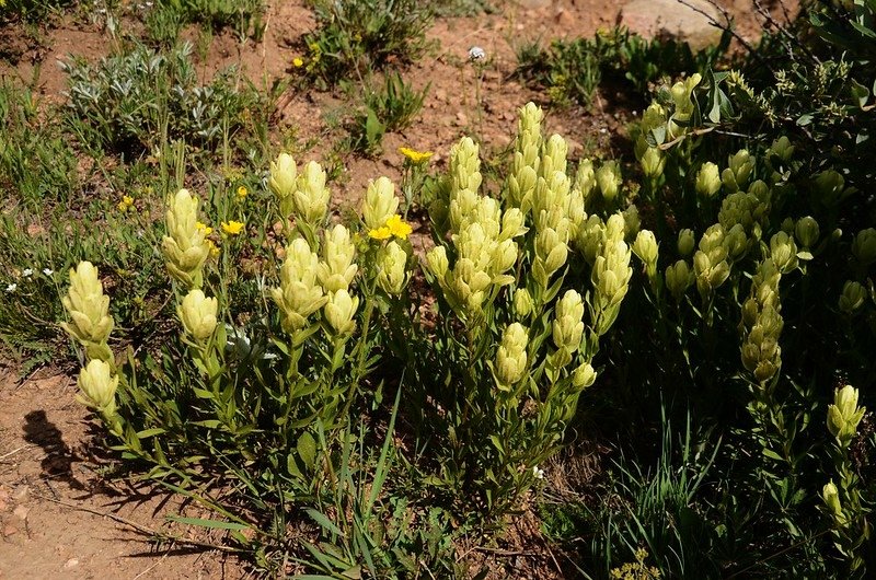 Indian paintbrush flowers (4)