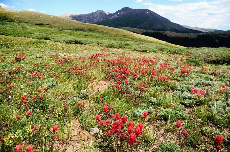 Wildflowers along Square Top Mountain Trail (120)