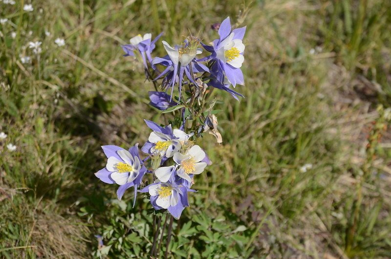 Blue Columbine flowers (2)