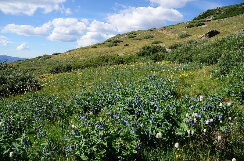 Wildflowers along Square Top Mountain Trail (67)