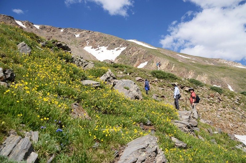 Wildflowers along Square Top Mountain Trail (89)