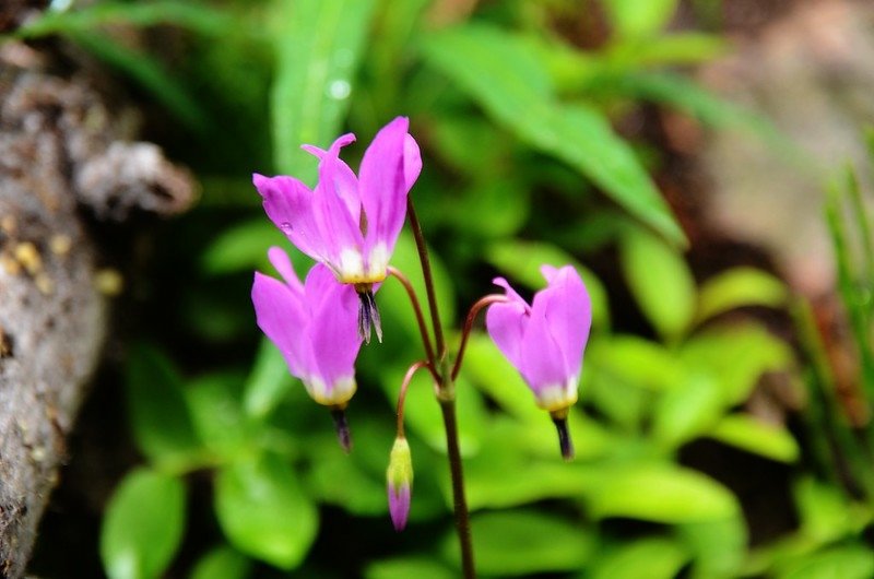 Shooting star flower (2)