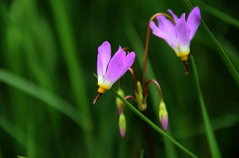 Shooting Star flower (5)