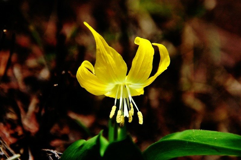 Glacier Lily (4)