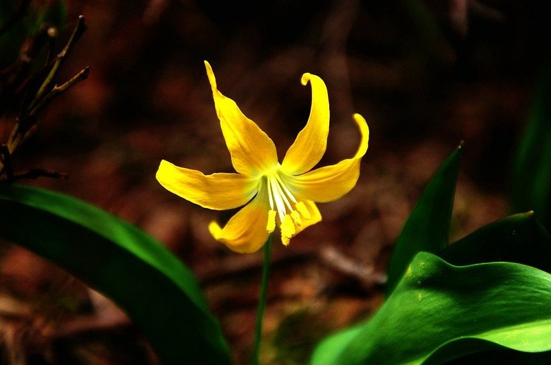 Glacier Lily (2)