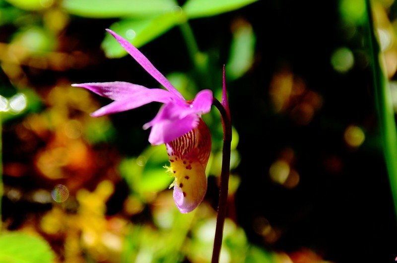 Fairy Slipper orchid (6)