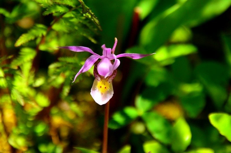 Fairy Slipper orchid (3)