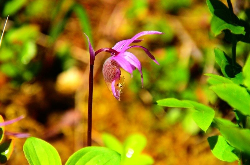 Fairy Slipper orchid (2)