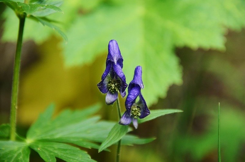 Monkshood flower