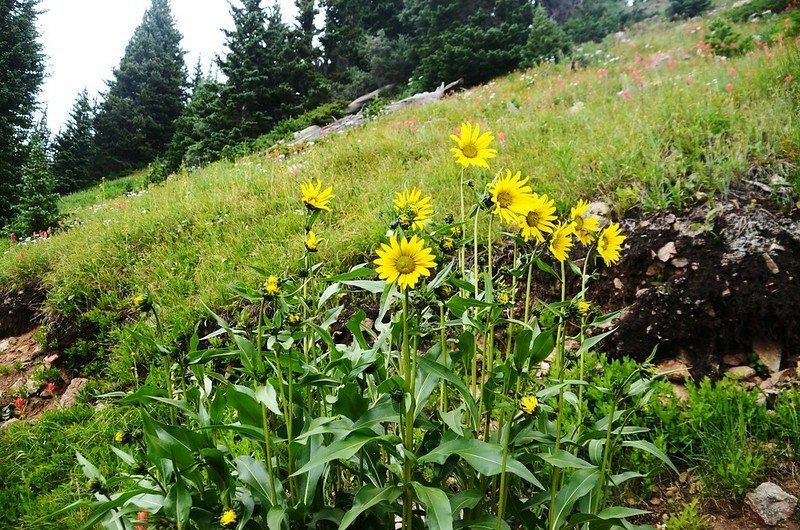 Aspen sunflower