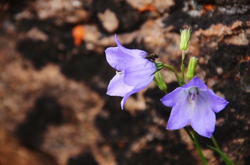 Harebell