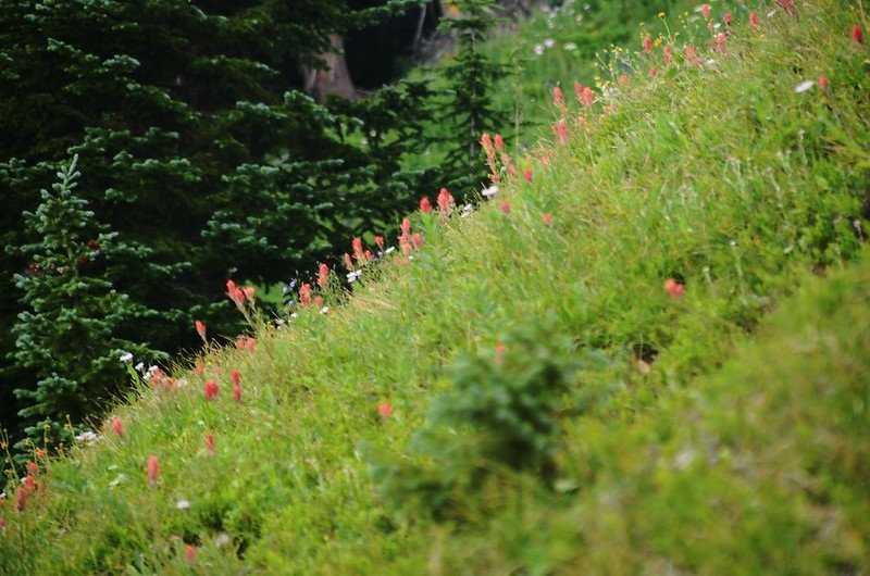 Wildflowers along the trail (1)