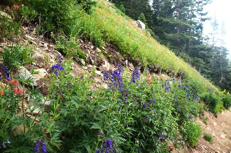 Wildflowers along the trail (2)