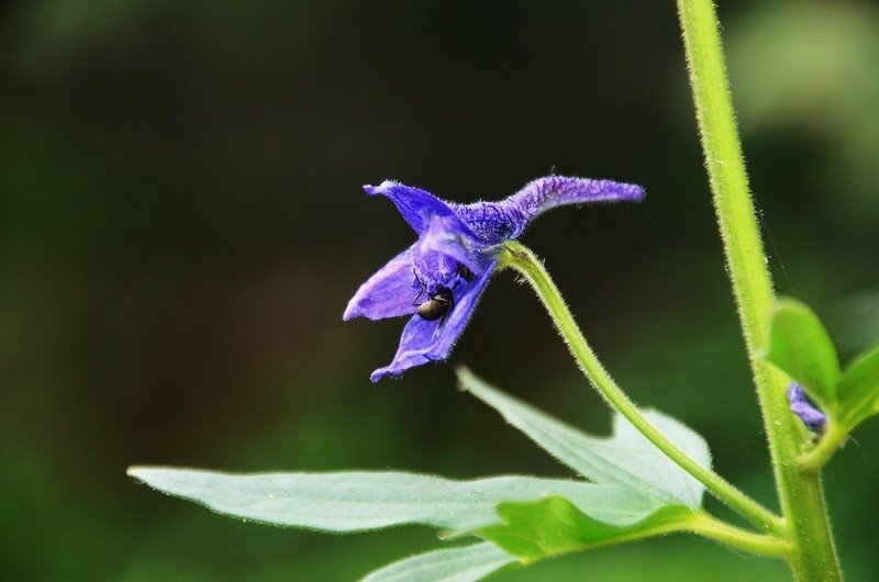 Early larkspur