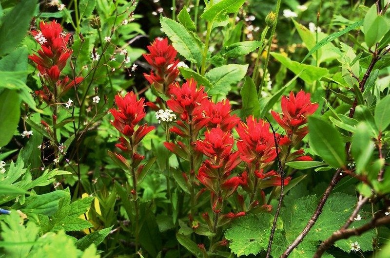 Indian Paintbrush flowers