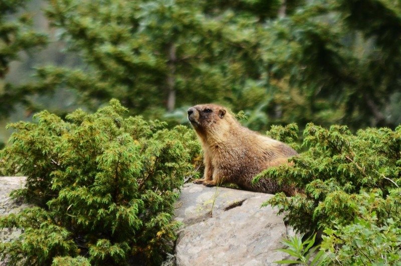 Marmot