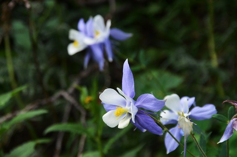 Blue Columbine (1)