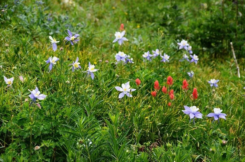 Blue Columbine (3)