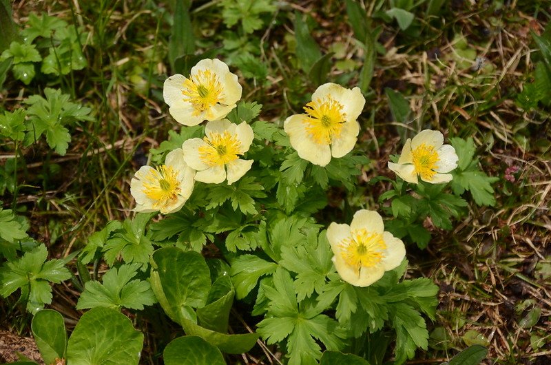 American Globeflower