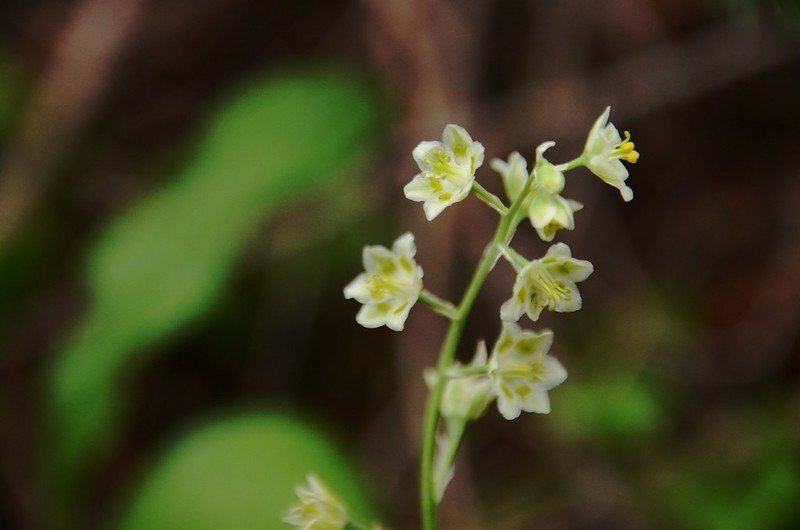 Anticlea elegans (the mountain death camas) (2)