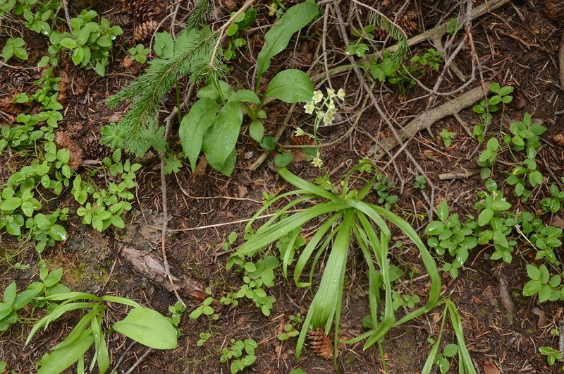 Anticlea elegans (the mountain death camas) (1)