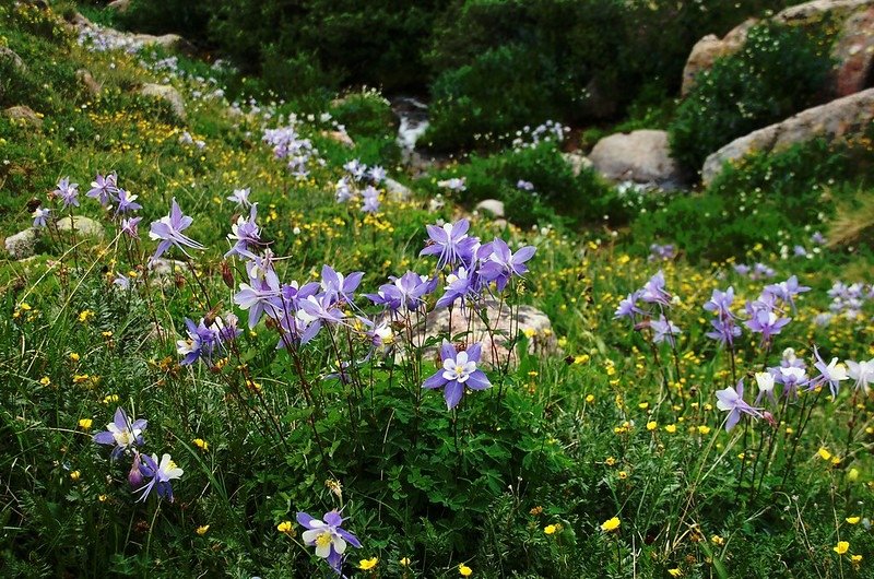 Blue columbine flower (3)