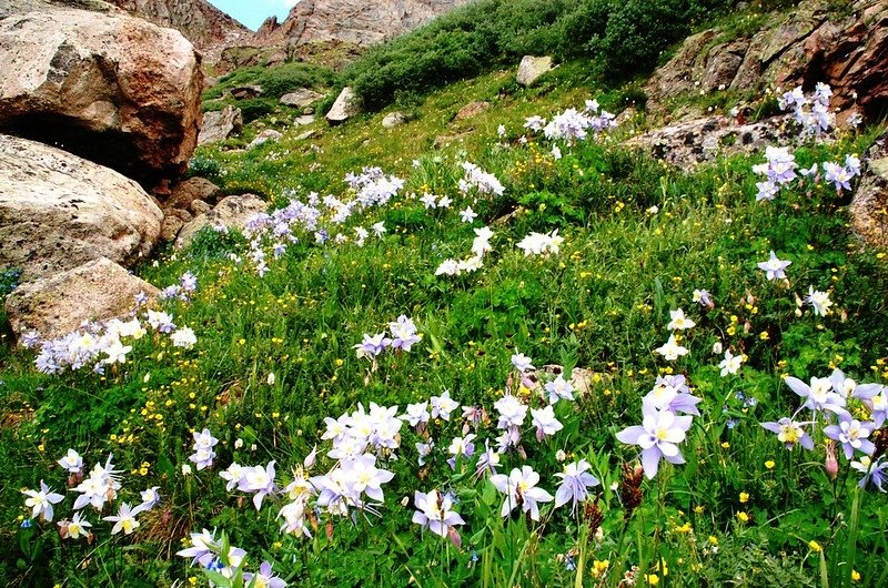 Blue columbine flower (1)