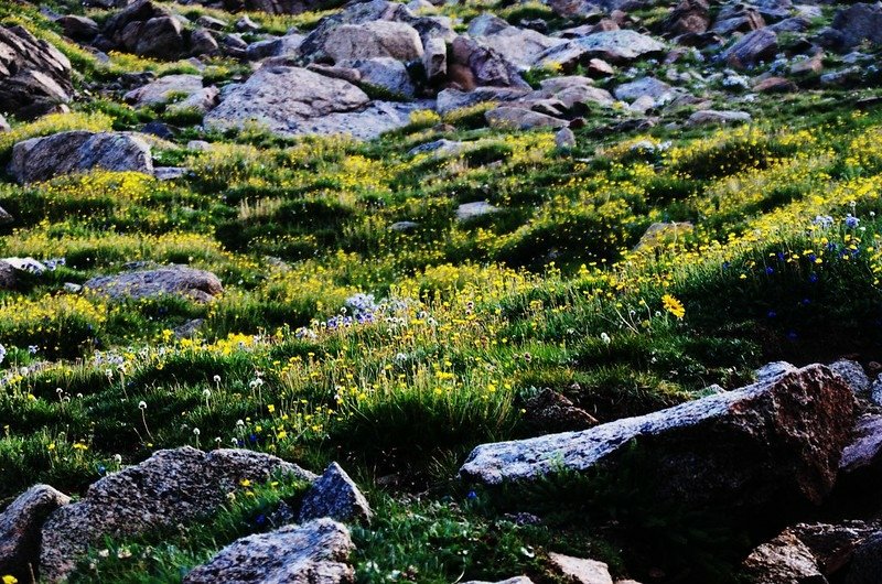 Tundra flowers along the trail up to Mount Evans (1)