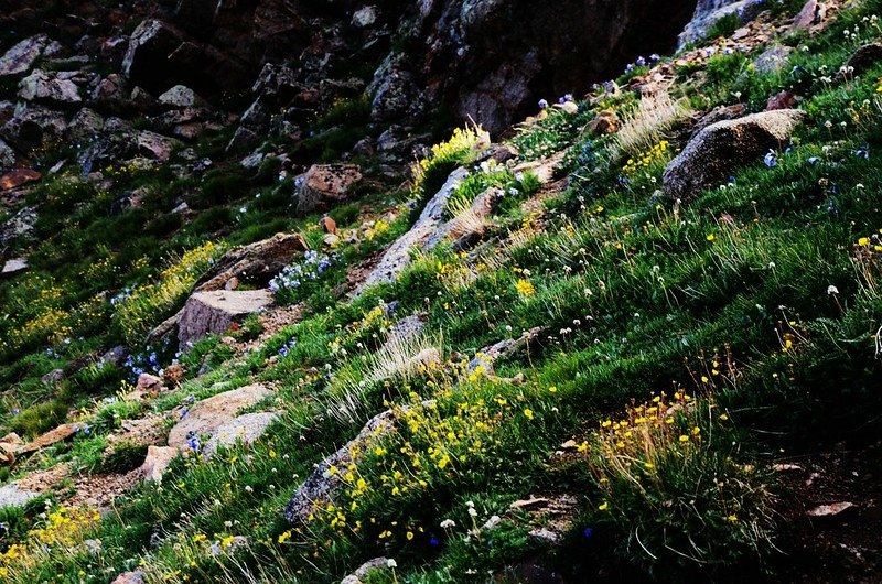 Tundra flowers along the trail up to Mount Evans (2)