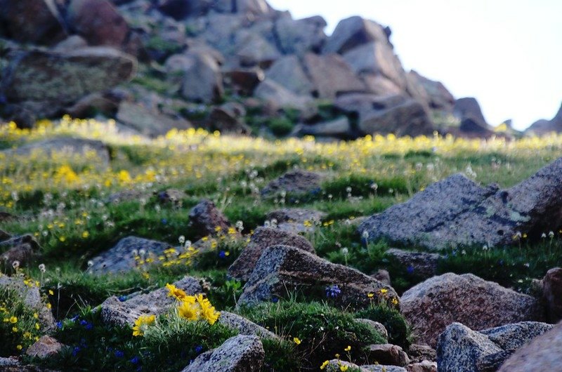 Tundra flowers along the trail up to Mount Evans (3)