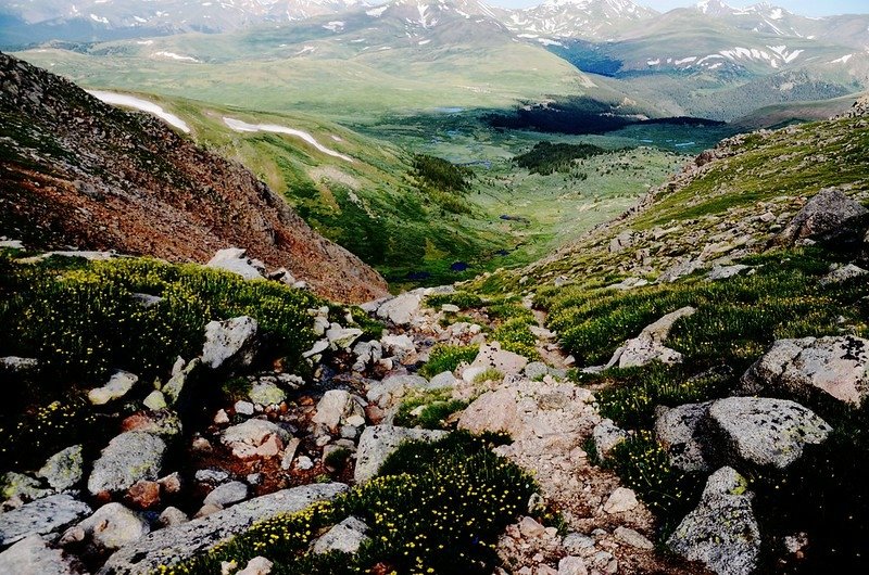 Tundra flowers along the trail up to Mount Evans (5)