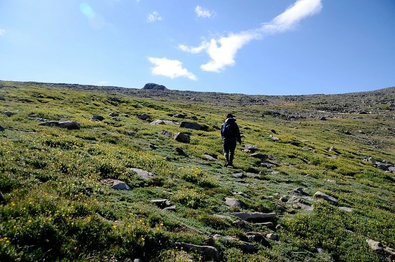 Tundra flowers along the trail up to Mount Evans (11)