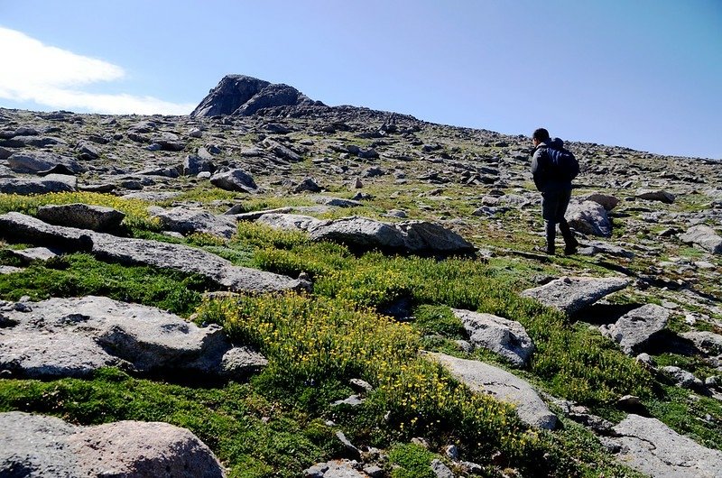 Tundra flowers along the trail up to Mount Evans (20)